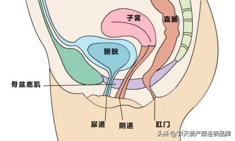 产康盆底肌修复有必要吗,产康盆底肌修复手法视频