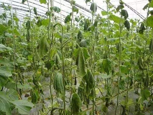 雨雪天气后,大棚蔬菜出现冻害该如何补救?