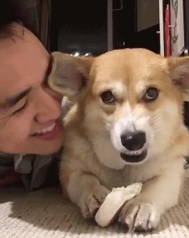 狗狗双排牙影响咬合力吗,狗狗的咬合力多大