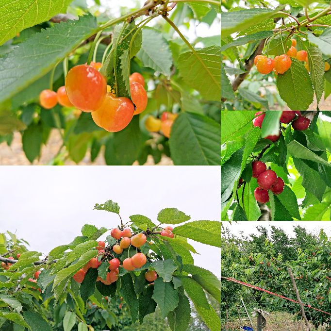 西安洪庆焚书坑儒,洪庆山焚书坑儒