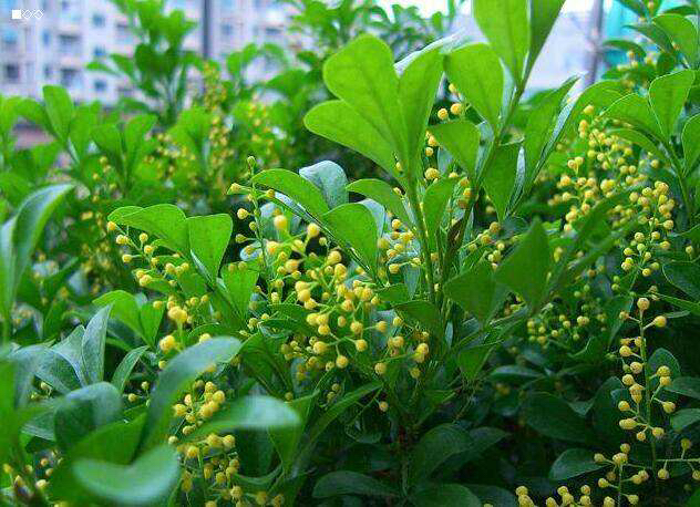 米兰花盆栽的养殖方法图解,怎么养好米兰花盆栽