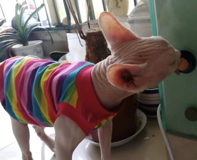 猫咪为什么对糖感兴趣,猫咪能尝到甜味吗