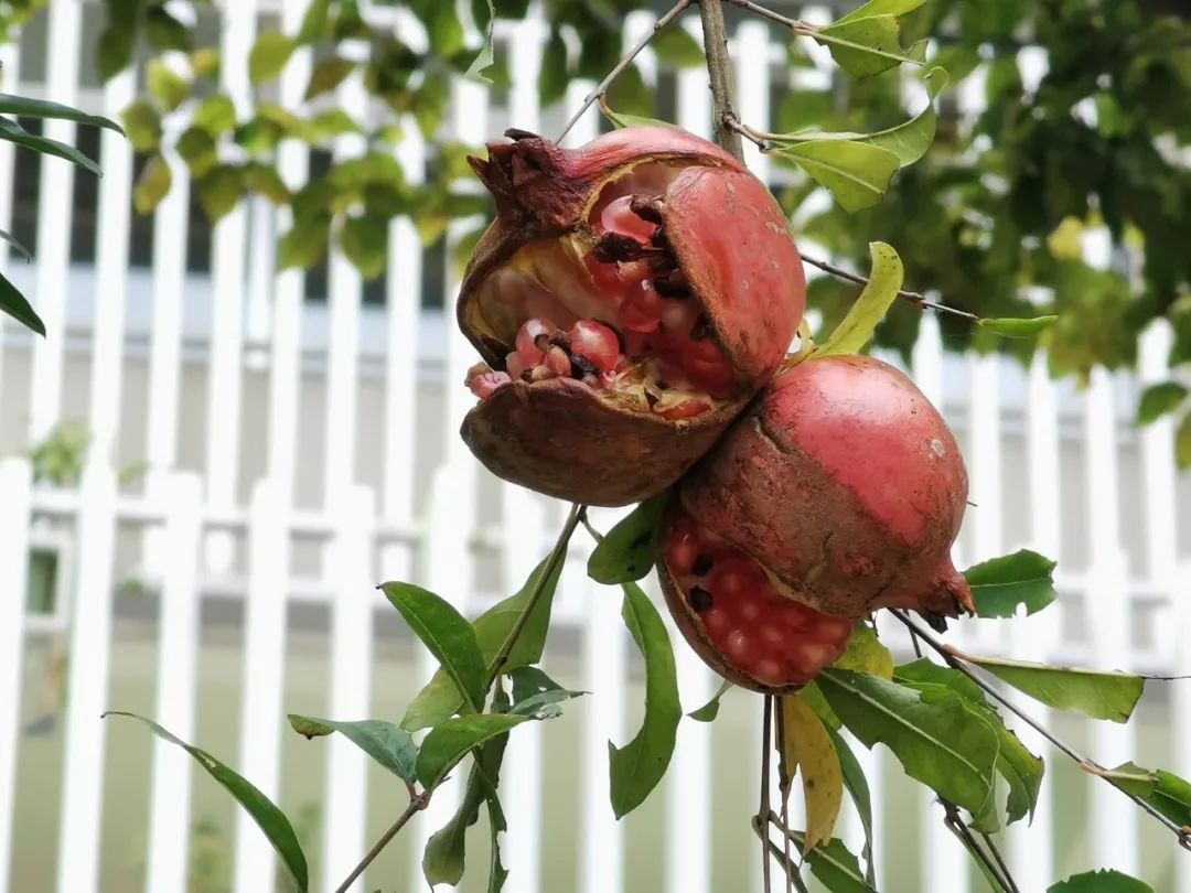 【秋色】一起逛青浦的校园,在书香中邂逅最美的秋