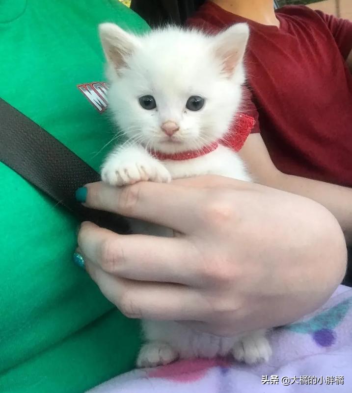 金毛救幼猫已被收养,金毛寻回了被遗弃的小猫