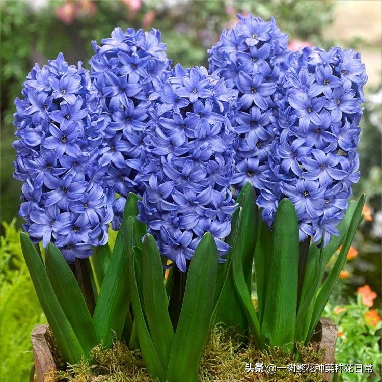 为了家人健康该怎么做,家养花卉如何防治病虫害小妙招