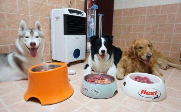 怎么喂食才能保证狗狗健康,狗狗怎么合理喂食和注意事项