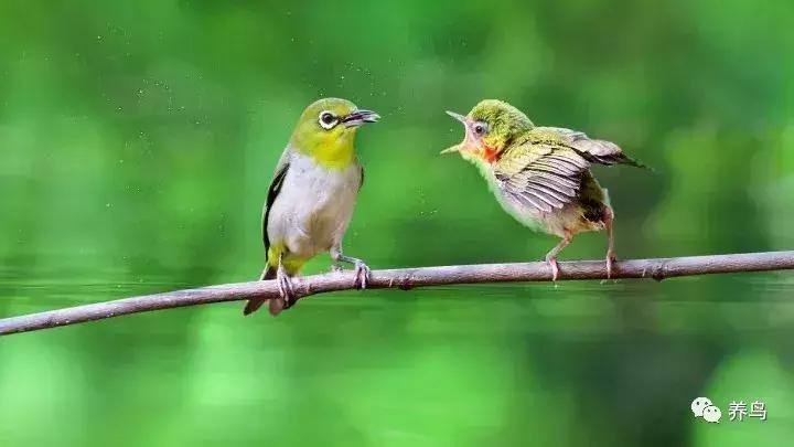 绣眼的正确喂养方法,野生的绣眼怎么喂养