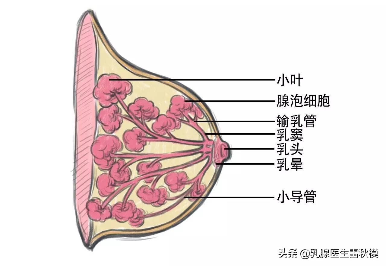 乳腺病3类有哪些症状,乳腺病变三类是什么