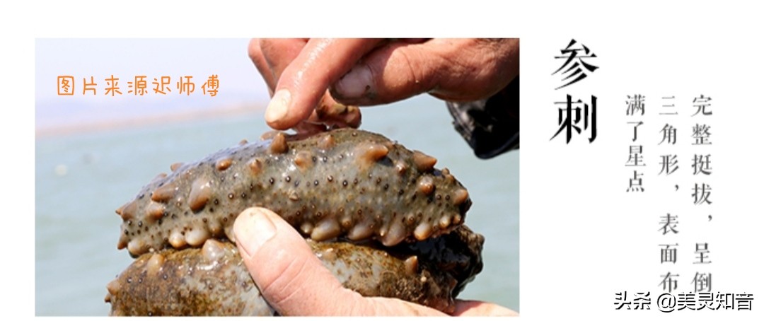 海参是滋阴还是补气的,海参养生常识有哪些