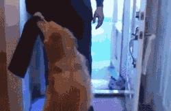 金毛犬和泰迪犬哪个聪明,金毛犬有多聪明视频