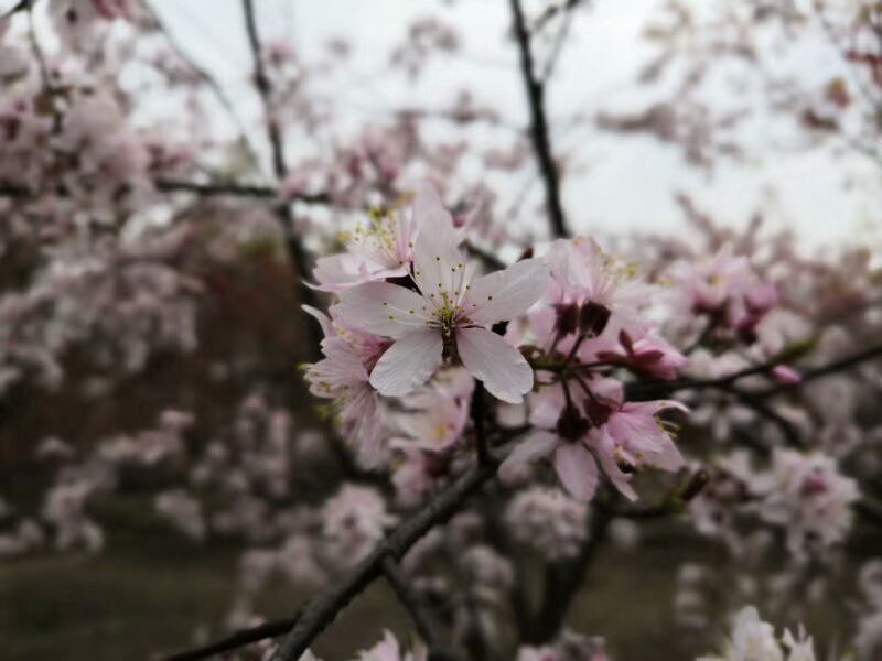 关于春天的成语和名言,关于春天的成语和短句子大全