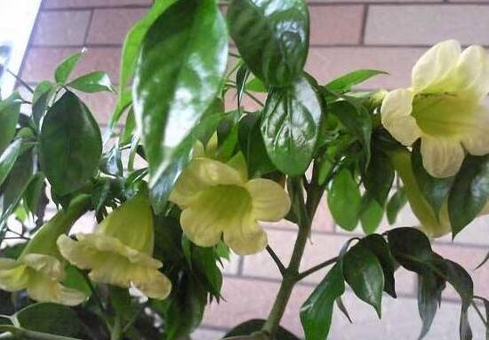 幸福树叶片发黄下垂是怎么回事,幸福树叶子干枯掉落怎么补救呢