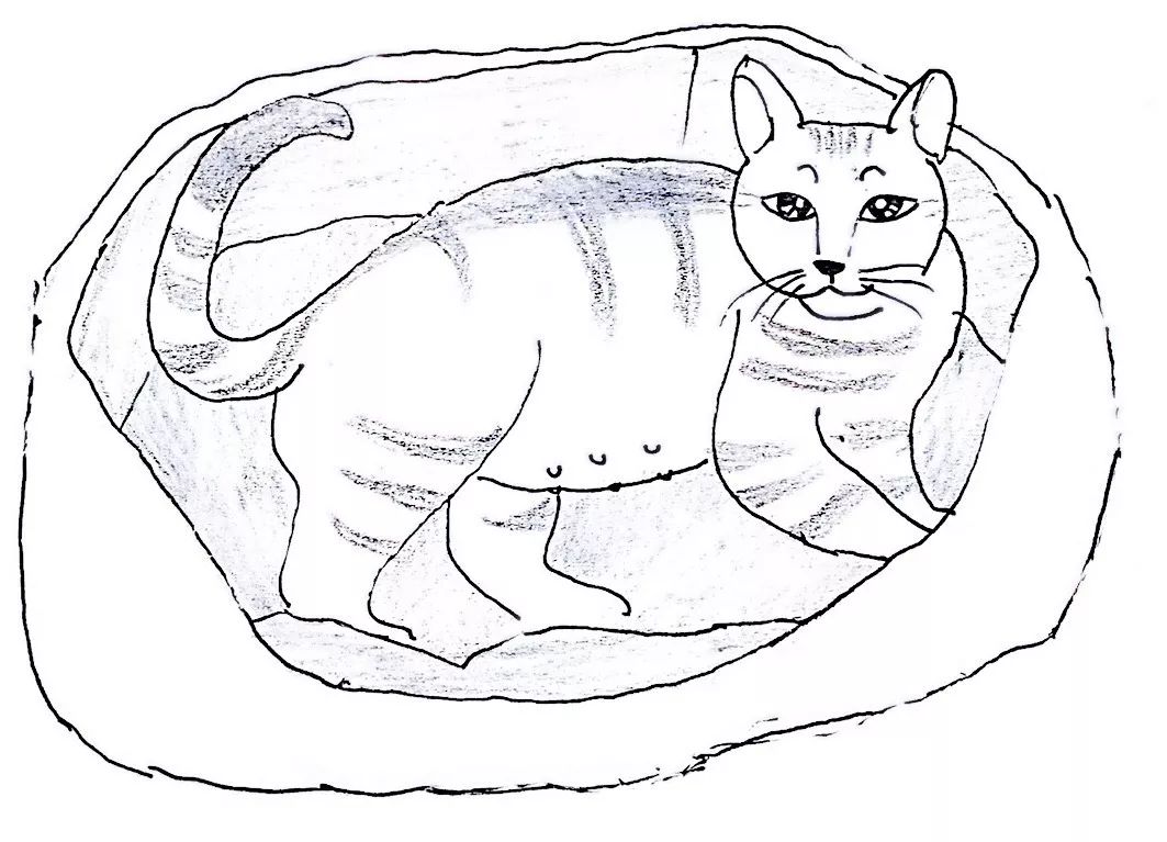 关于猫咪怀孕和生小猫