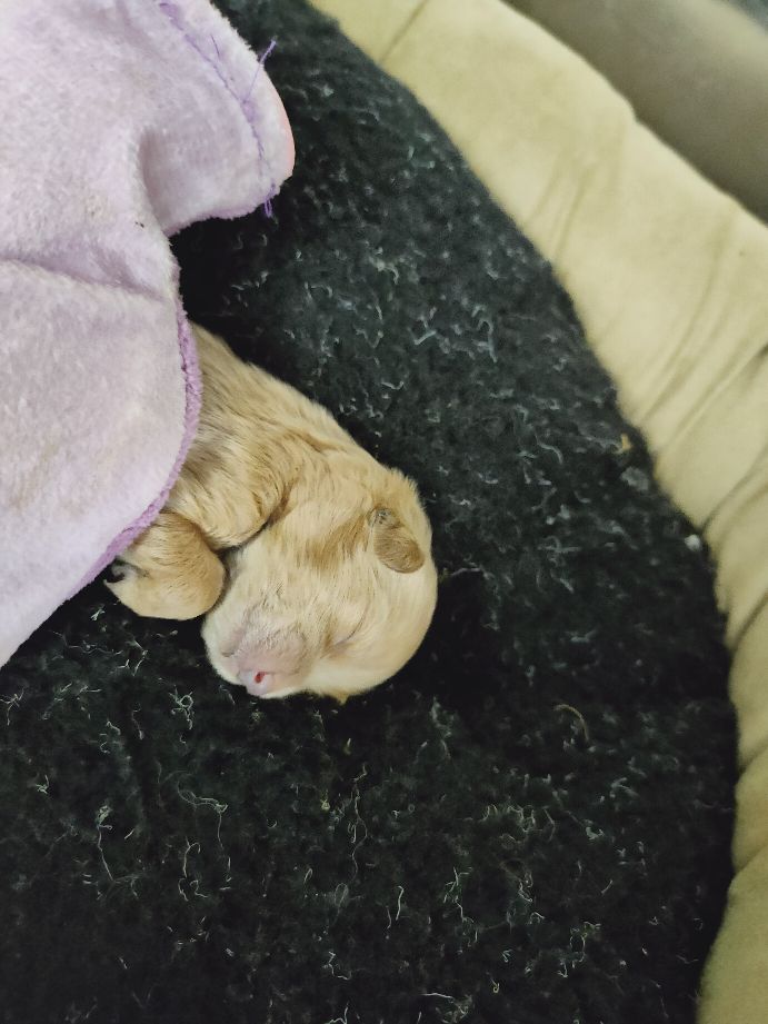 人工喂养的小奶狗拉稀怎么办,人工喂养20天的狗