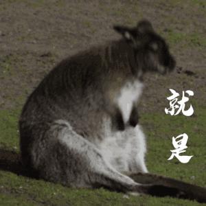 红楼梦的奢华与悲剧 (红楼梦是一部辛酸史)