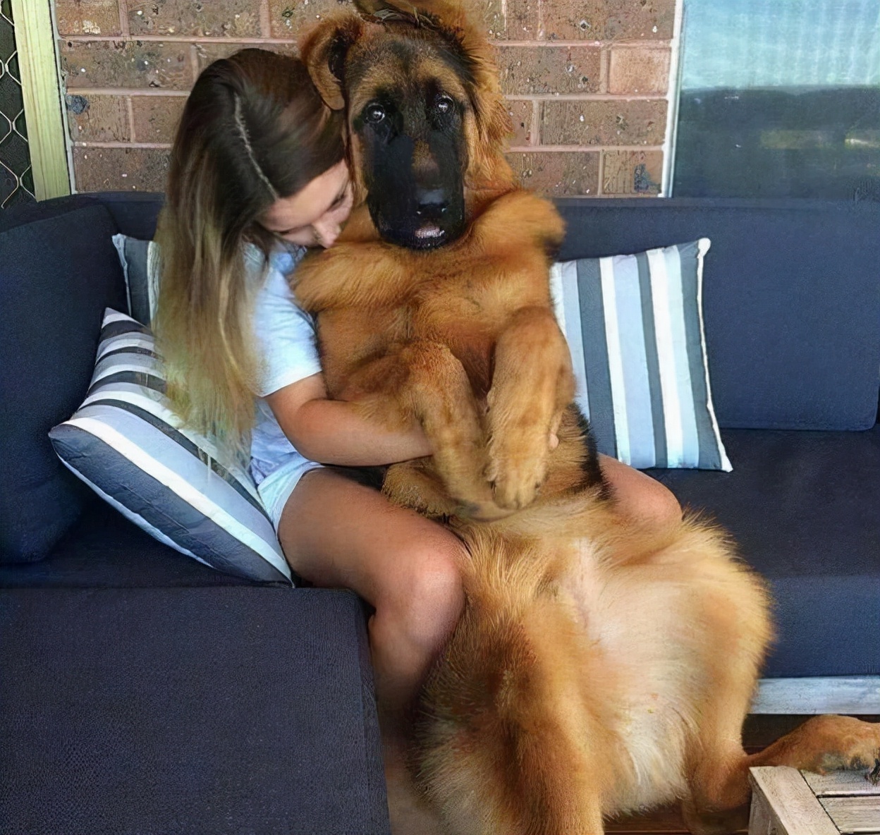 德牧拉稀有什么特效药,德牧拉稀怎么办