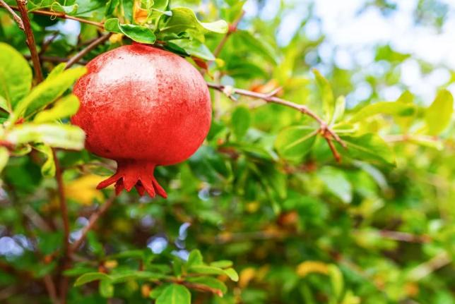 云南大理宾川突尼斯软籽石榴,宾川突尼斯无籽石榴