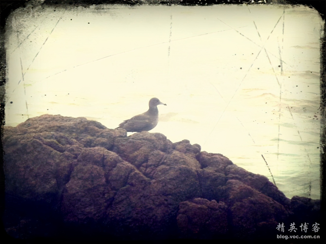 献给海的精灵----海鸥