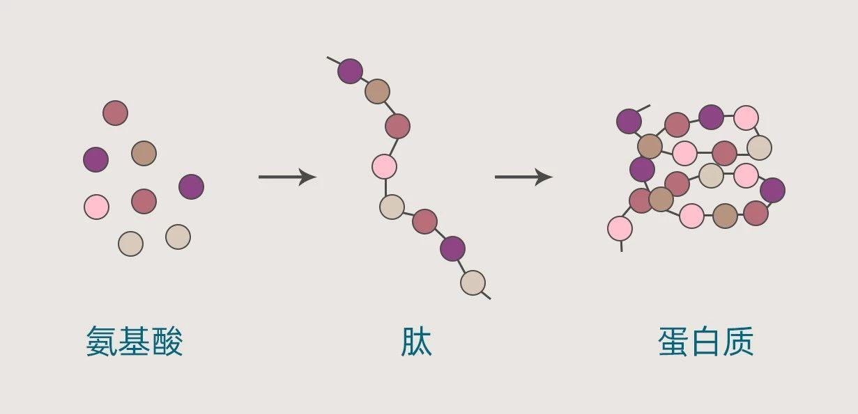 胶原蛋白到底是不是伪科学,胶原蛋白是美容还是智商税