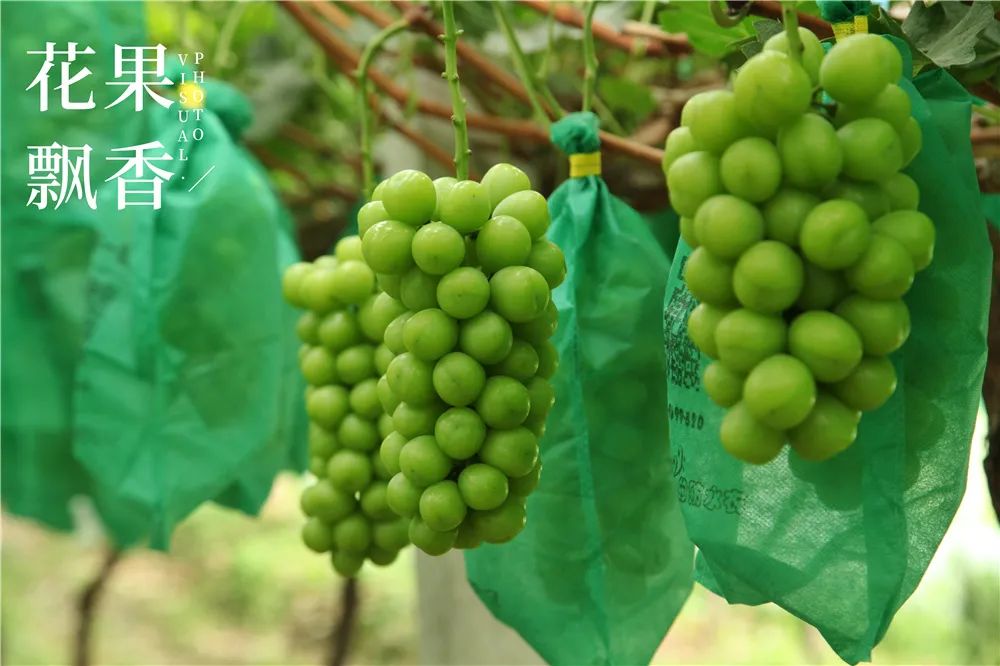 农业到底有多难,农业难果农难吗