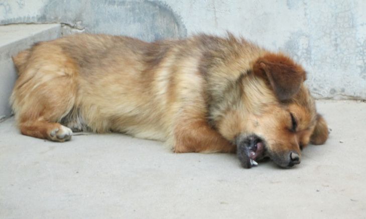 狗狗吃生骨肉风险,狗狗吃骨头咬人怎么调理