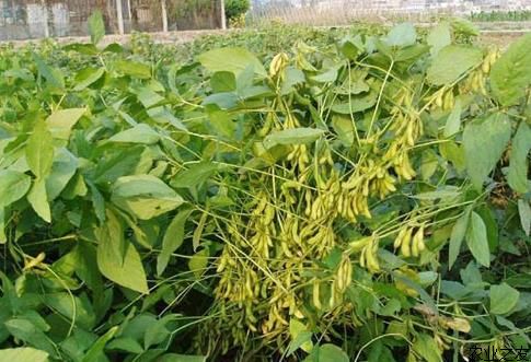 多效唑的使用方法及注意事项,多效唑能不能控旺多效唑