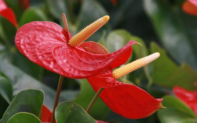 红掌的叶子上出现黄斑怎么办,红掌叶长黑斑什么原因