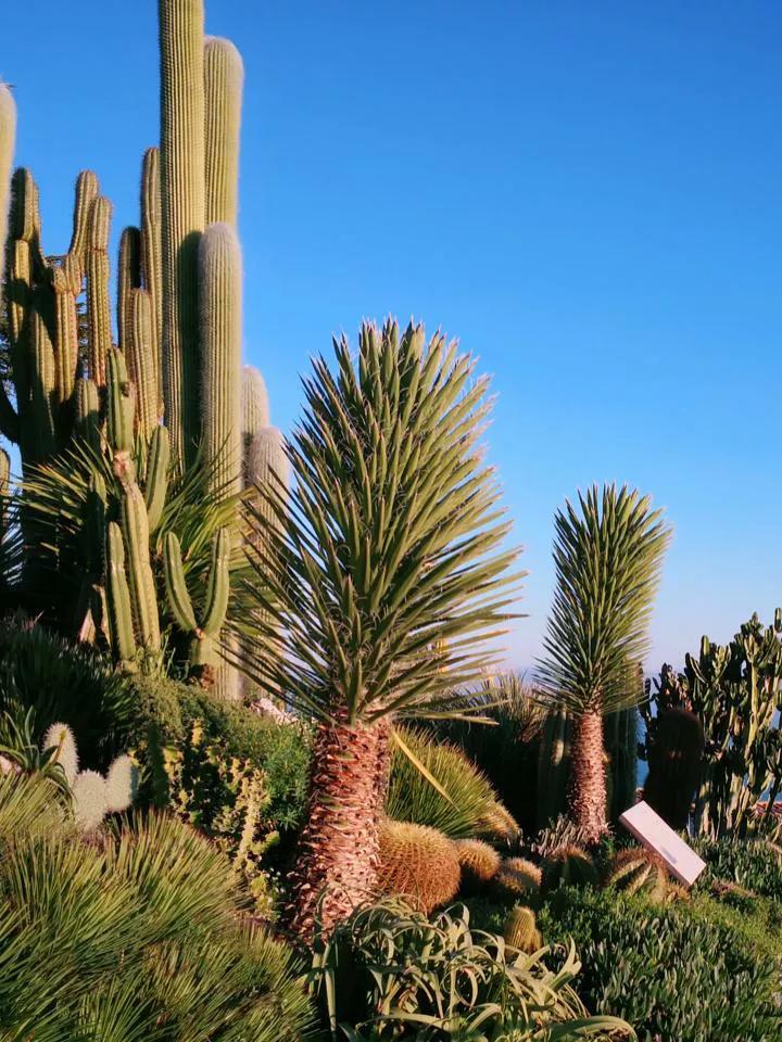 欧洲旅游之法国巴黎圣母院,欧洲旅游攻略法国