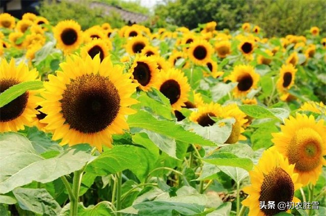 有多少人知道生如夏花的出处,一个和中国有缘的外国人