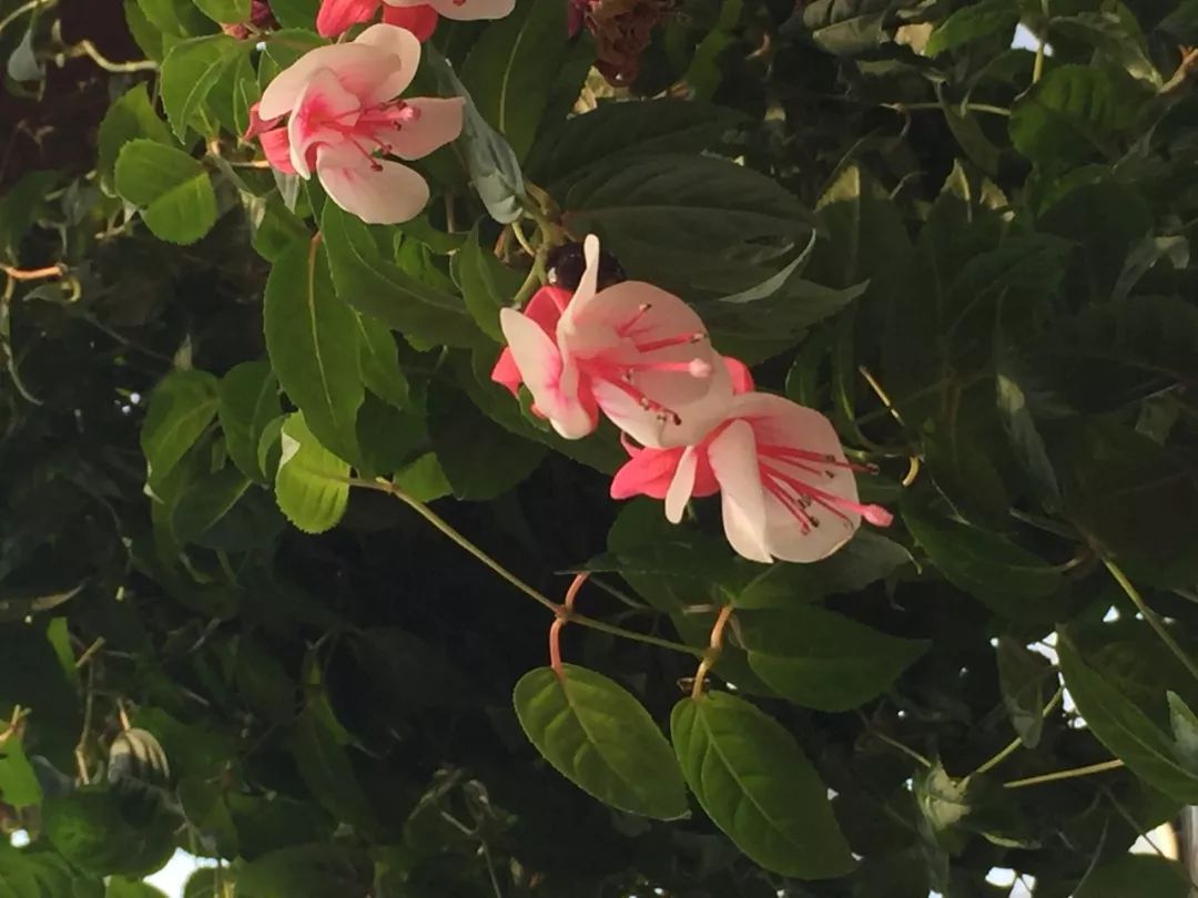 江阴嘉茂国际花鸟园,江阴嘉茂国际花鸟园什么时候再开