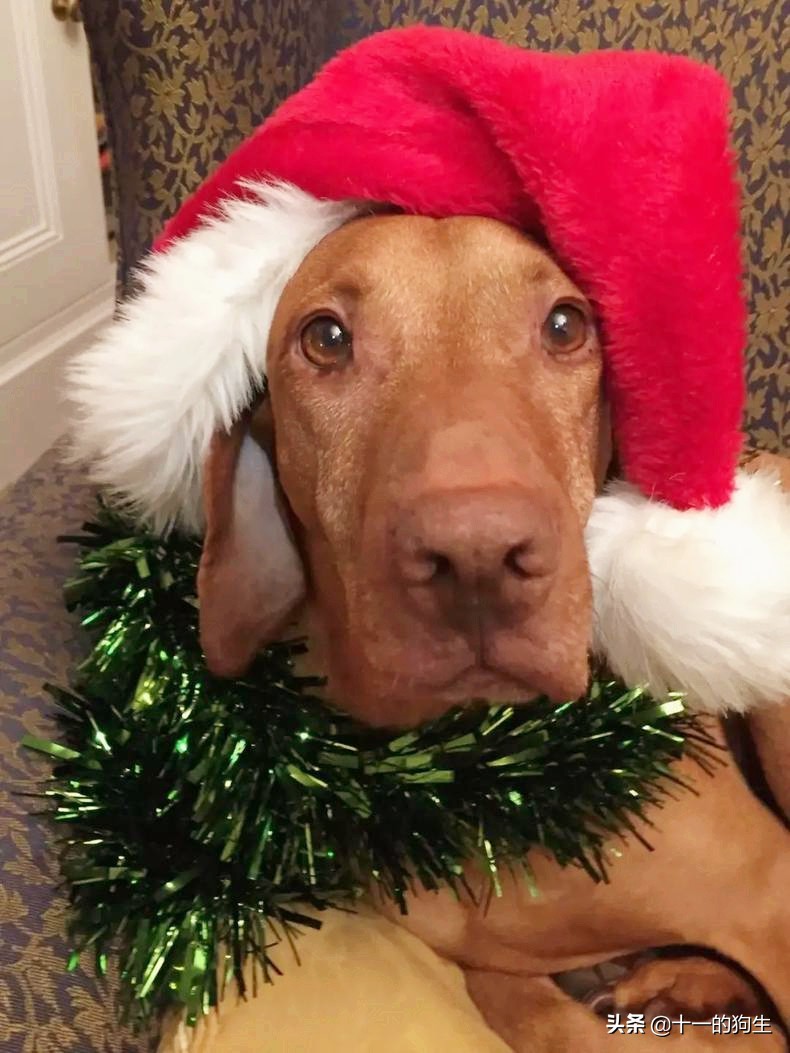 狗狗误食了巧克力有啥反应,狗狗误食巧克力去了医院打了针