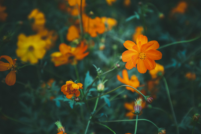 春有百花秋有月景点在哪,九龙湾花彩小镇醉美公园