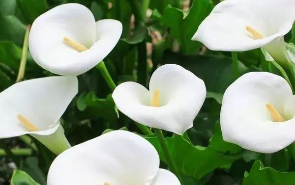 盘点世界各国国花中国国花,各国国花的图片大全