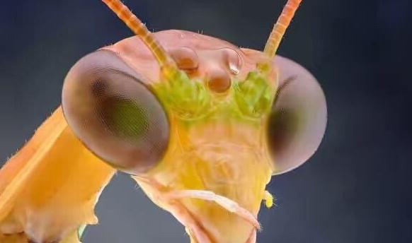 动物侠记：双刀客螳螂，双刀斗遍武林豪杰，却是个怕老婆的主