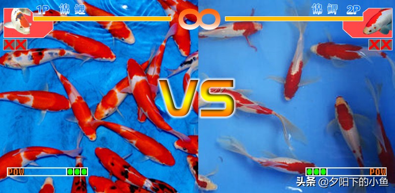 老同学被人坑买错鱼引出的故事，3回合的较量，谁胜出你一定知道