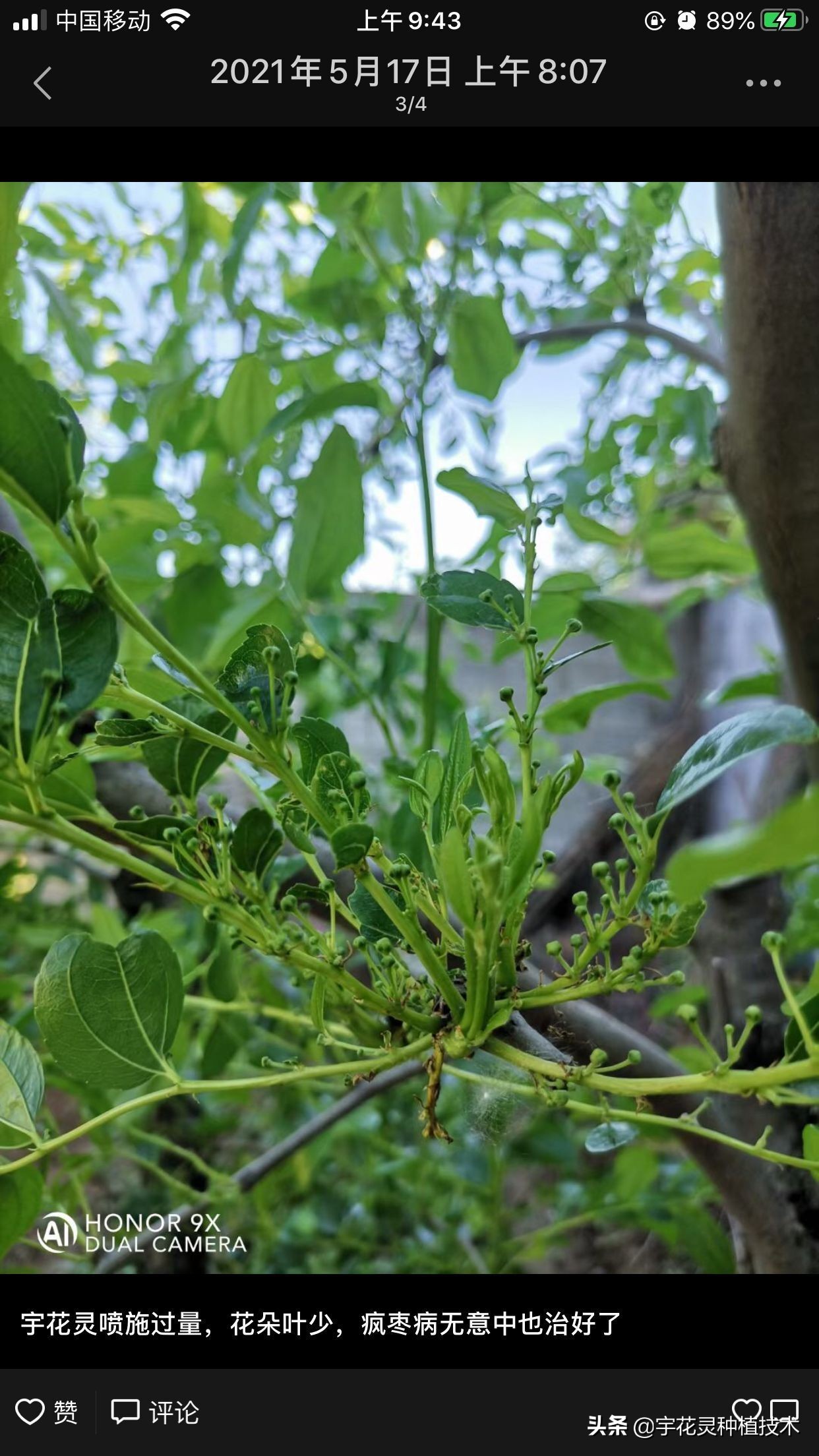 疯枣病是病毒病吗,疯枣病到底能不能治好