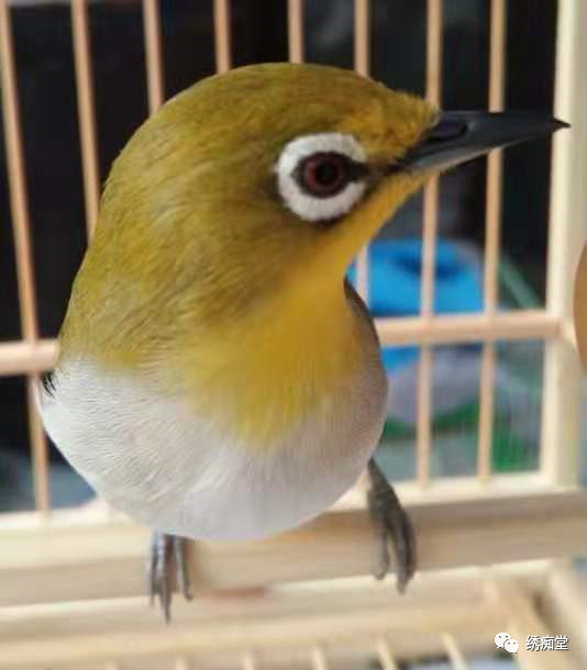 绣眼鸟训练方法,世界第一绣眼鸟