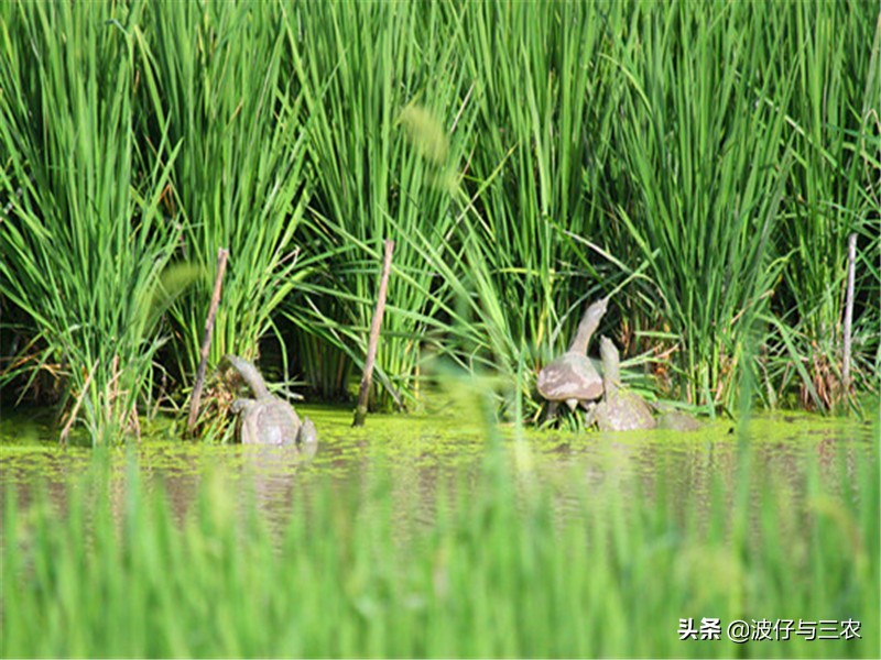 新农村种田创业,年轻人回家种田创业