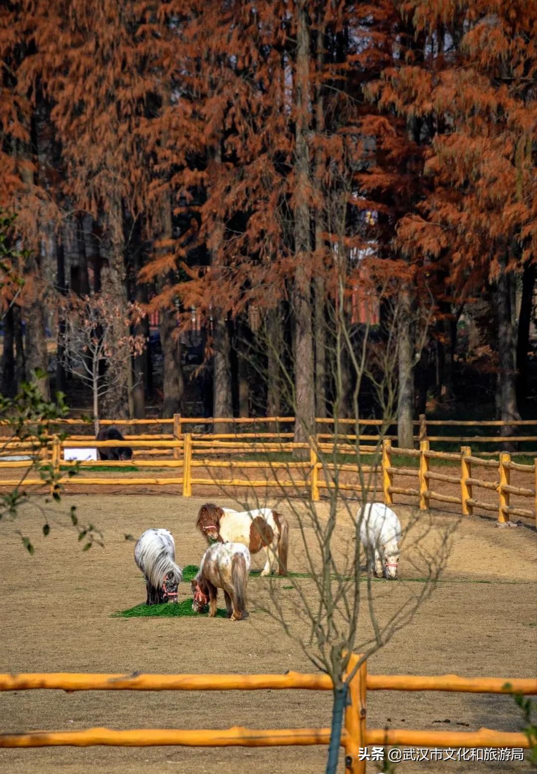 武汉野生动物王国怎么预约,武汉野生动物王国免门票