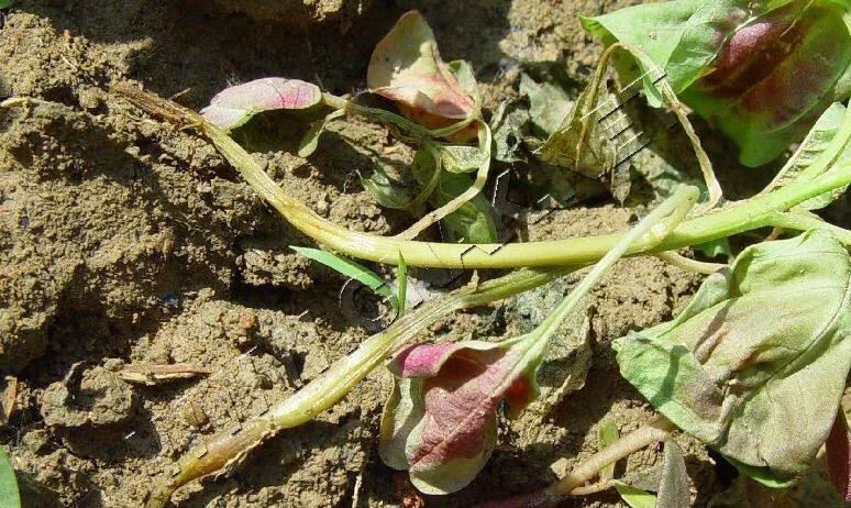 青苋菜病害全部图谱,苋菜常见病害图片大全