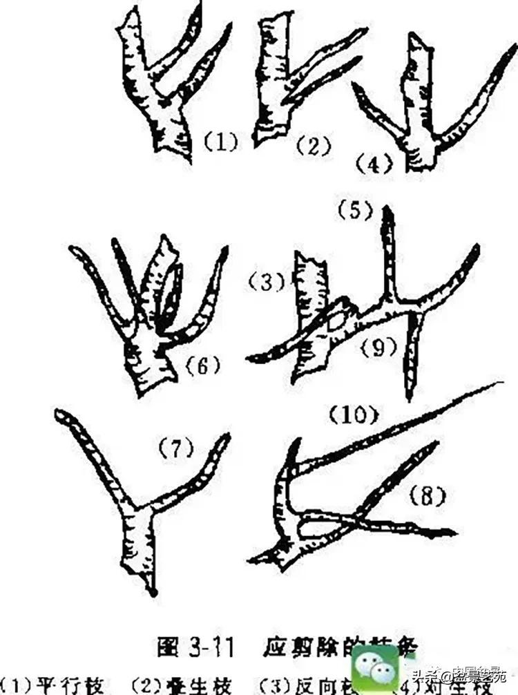 金银花盆景的修剪方法,盆景的修剪知识与技法