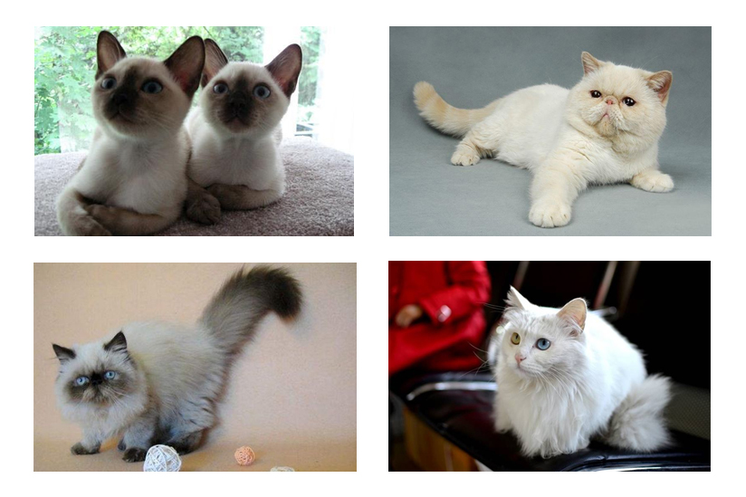 哪家航空公司可以托运宠物猫,哪个航空公司托运猫便宜