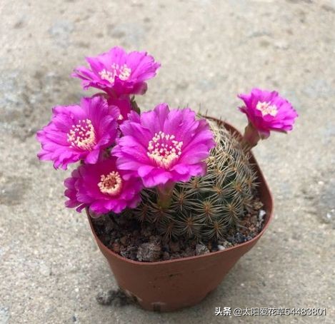 夏天雨水较多，仙人球烂根了怎么办？