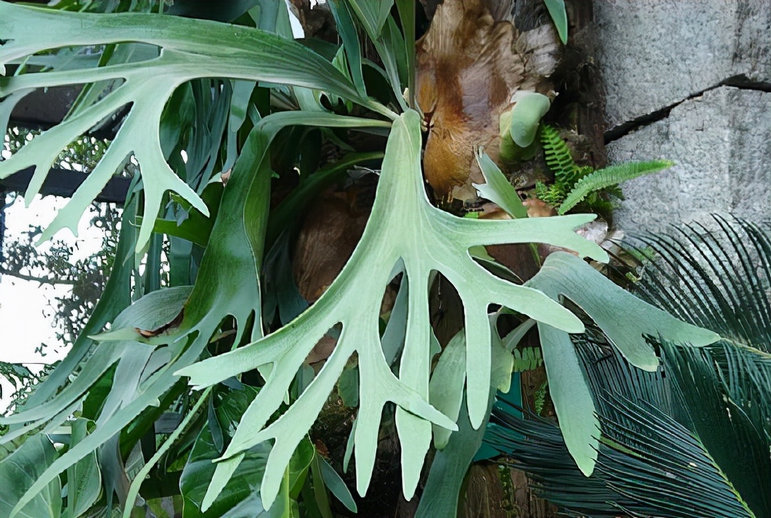 这五种盆栽太珍贵,除了蕨类还有哪些盆栽绿意盎然