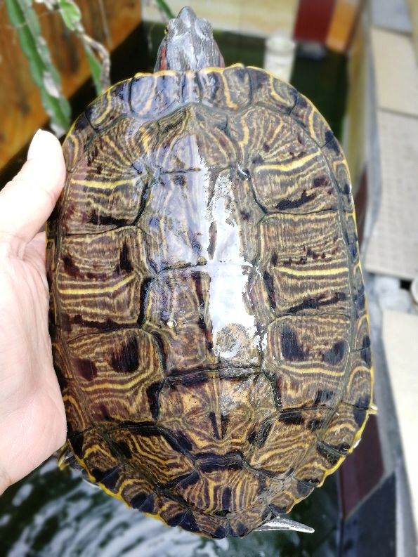 变异巴西龟苗如何饲养,巴西龟与变异巴西龟哪种最好养