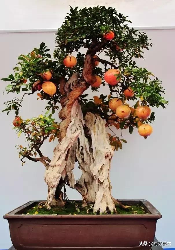 鬼斧神工的侧柏盆景图,鬼斧神工盆景效果图