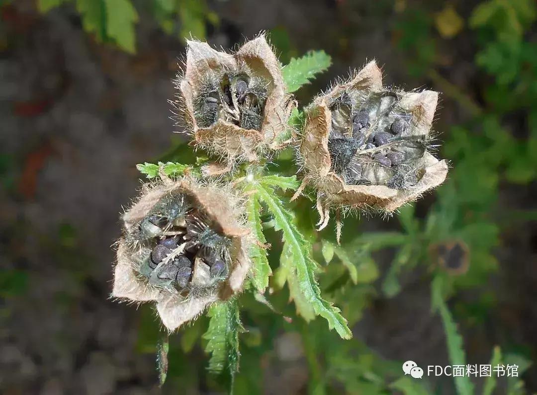 能用来制作面料的植物知多少？（下）