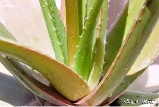 芦荟叶片干瘪？都是这“6个方面”造成的，教你快速让叶片变水嫩
