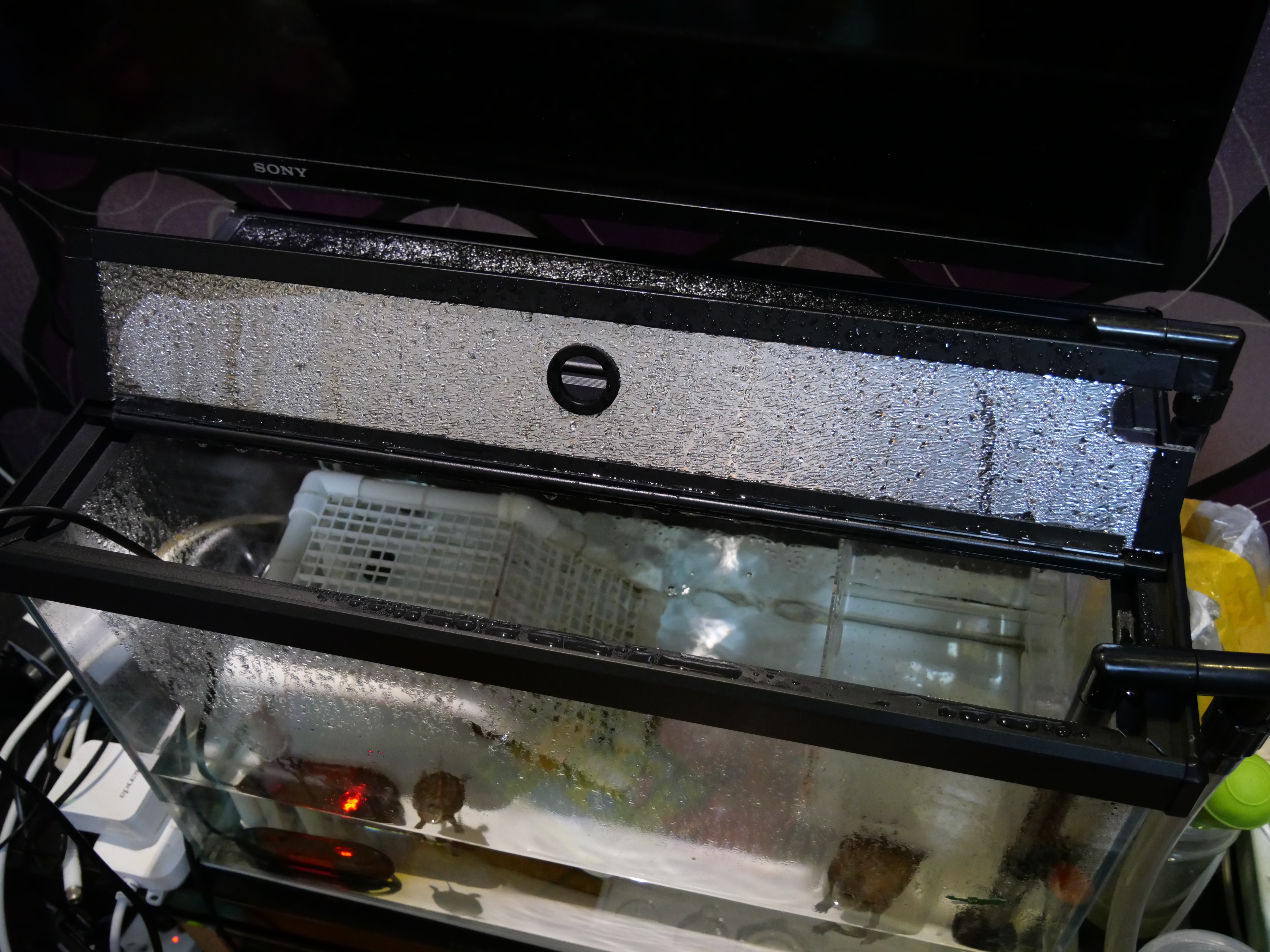 龟蛋刚出壳的乌龟怎么养,从乌龟蛋孵化出来