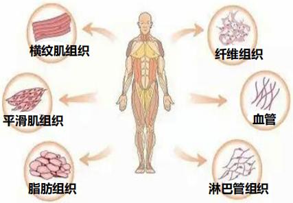 恶性肿瘤不是慢性病吗,癌就是恶性肉瘤吗
